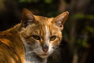 Fototapeta premium cat basking in the sun