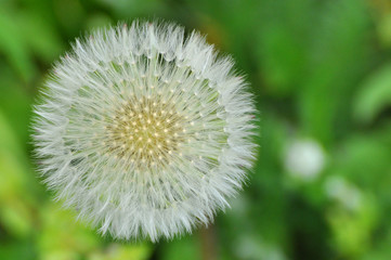 Dandelion with seeds blowing away in the wind. Dandelion seeds in nature on green background