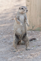 Kap - Borstenhörnchen
