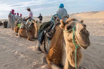 Caravan of camels on holiday in the desert