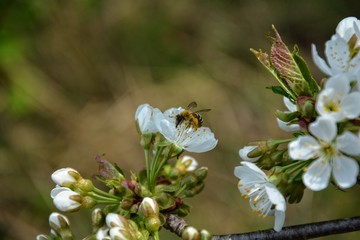 Biene beim Pollen sammeln auf Kirschblüten