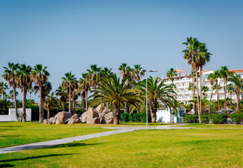 Fototapeta na wymiar Palm trees. Tenerife. Spain