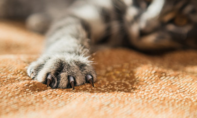 Obraz premium Small striped kitten basking on the couch at home.