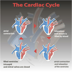 The cardiac cycle of heart on gradient background isolated. heart circle education vector info graphic.