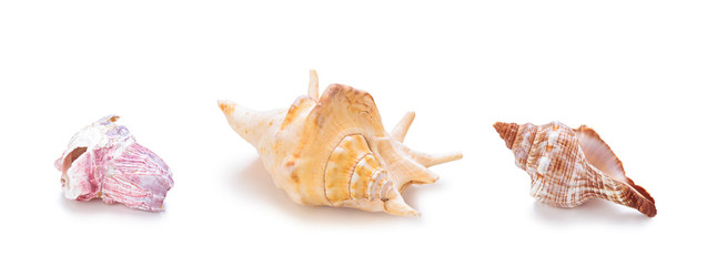 Different sea conch shells in a row.