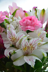 Obraz premium flower