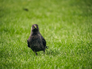 Angry bird with grape in the beak in the park, Copenhagen, Denmark