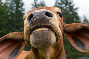 Brahman Cattle Facial Closeup