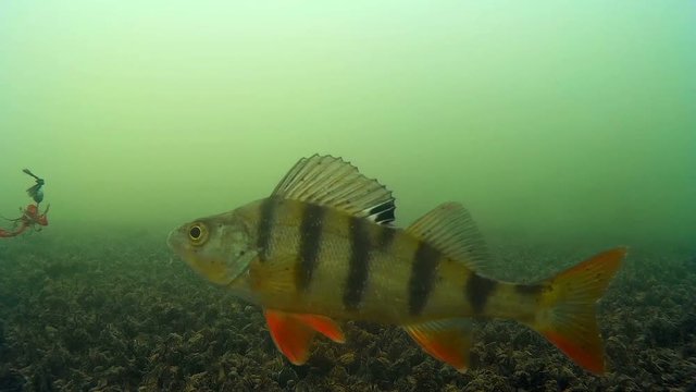 Predatory fish attacking bait under water, fishing on the lake