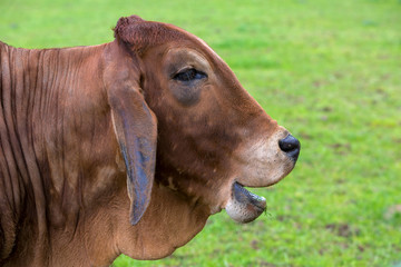 Brahman Cattle Smiling Side Profile Portrait