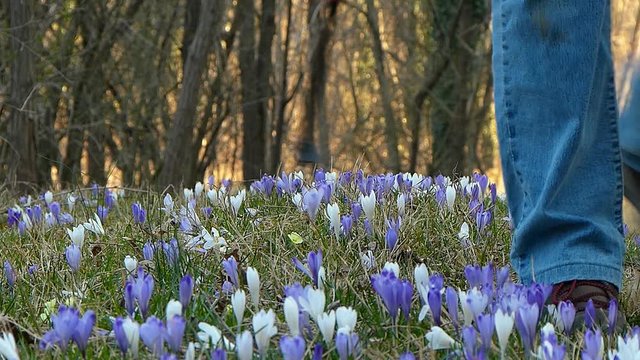 Hiker walking in springtime. In foreground the crocus flower.