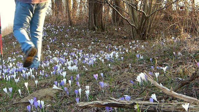 Hiker walking in springtime. In foreground the crocus flower.