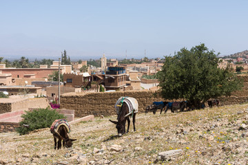 Ânes devant le village berbère de Tiout, Taroudant, Maroc