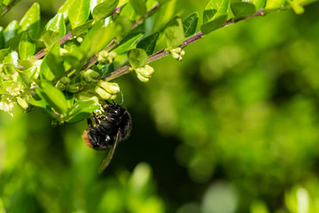 Bumblebee on spring hedgerow flowers collecting pollen nectar