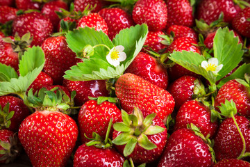 natural food background with ripe strawberry and green leaf