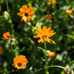 Calendula Flowers