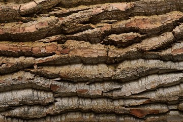 Abstract Patterns of Aged Poplar Bark - Natural Texture Background