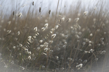 summer breath