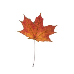dry leaf isolaten on white