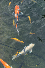 Many colorful KOI fishes in the pond