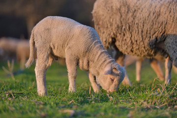 Obraz premium Little newborn lamb in springtime grazing on a green meadow in sunset light