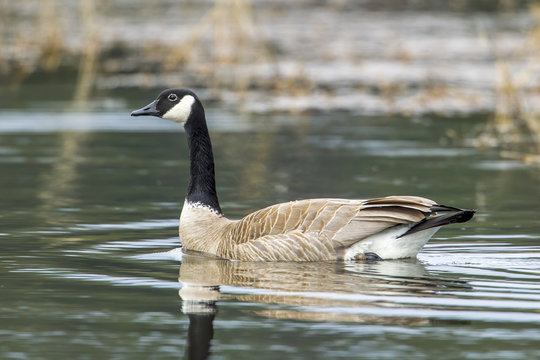 Goose makes ripple from swimming.