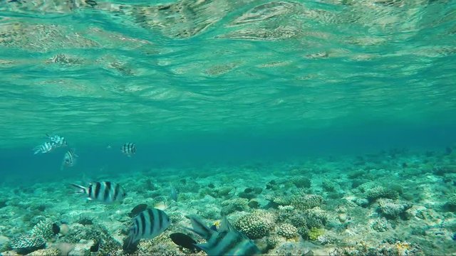 Striped Scissortail Sergeant fish are not deep beneath the surface of the water. Underwater video