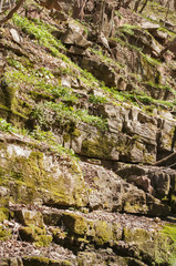 Rocky mountain wall with green vegetation in early springtime as natural background