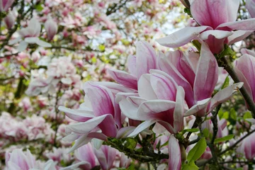 Photo sur Aluminium Magnolia Magnolien