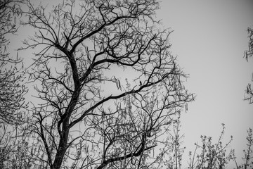 Fototapeta na wymiar Bare tree branches on a pale white background