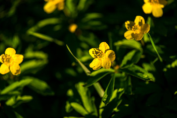Beautiful yelow flower , Anemone ranunculoides