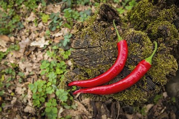 Red hot chili peppers on stump in forest. Natural healthy food concept.