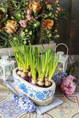 Pot with muscari flowers
