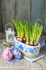 Pot with muscari flowers