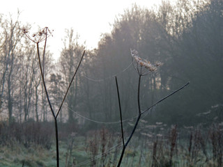 Autumn beech woodland collection