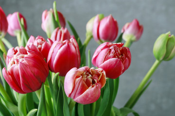Fototapeta premium Bouquet of pink tulips