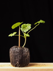 Seedlings of the Geranium flower on a wooden stand