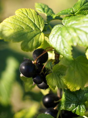 Berry black currant on a branch