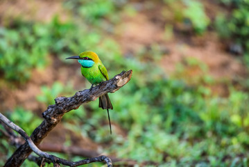 Bee-eater or Merops orientalis sits on branch
