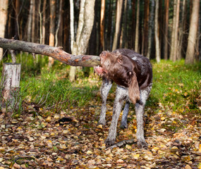 Breed Dog drathaarchewing stick in the autumn forest
