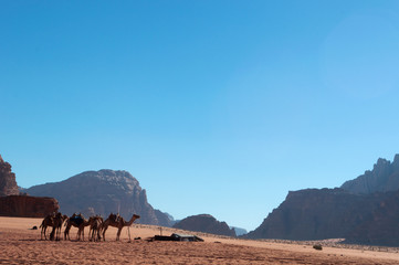 Fototapeta na wymiar Giordania, 2013/03/10: una fila di cammelli nel deserto del Wadi Rum, la Valle della Luna simile al pianeta Marte, una valle scavata nella pietra arenaria e nelle rocce di granito