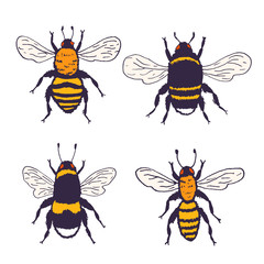 Vector bees set illustration. Hand drawn ink sketch with bumblebee insect. Wild animal drawing isolated on white