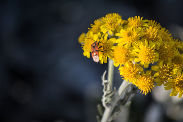 Two red and black bugs have sex on yellow dandelion