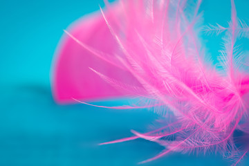 Pink feather on blue background