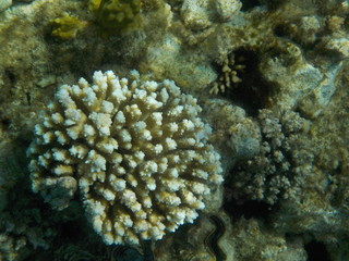 barriera corallina red sea © paolo