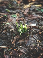 snowdrops in Berlin central park