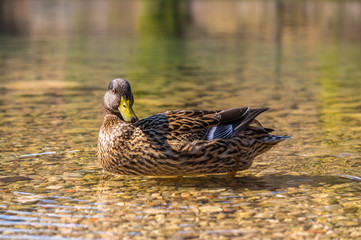 Duck in clear water
