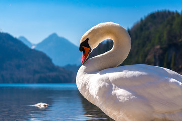 Swan in Alpsee, Bavaria