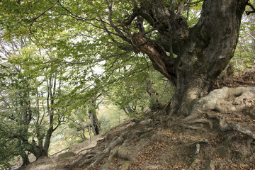 Fototapeta na wymiar Old Tree, Big Trunk Tree, Ramified Old Tree, Ramified roots tree 