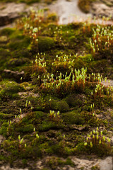 Spring sprouts of green plants.
